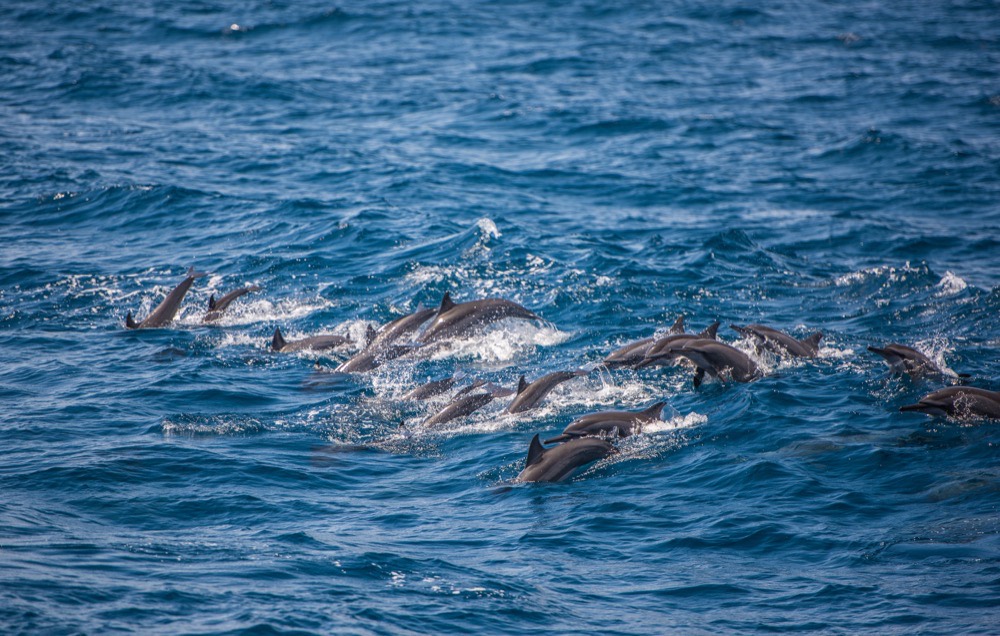 A pod of dolphins off Kalpitiya