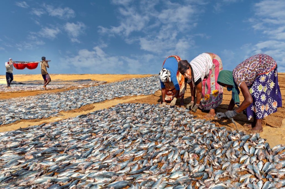 Fish drying on the beach, Negombo