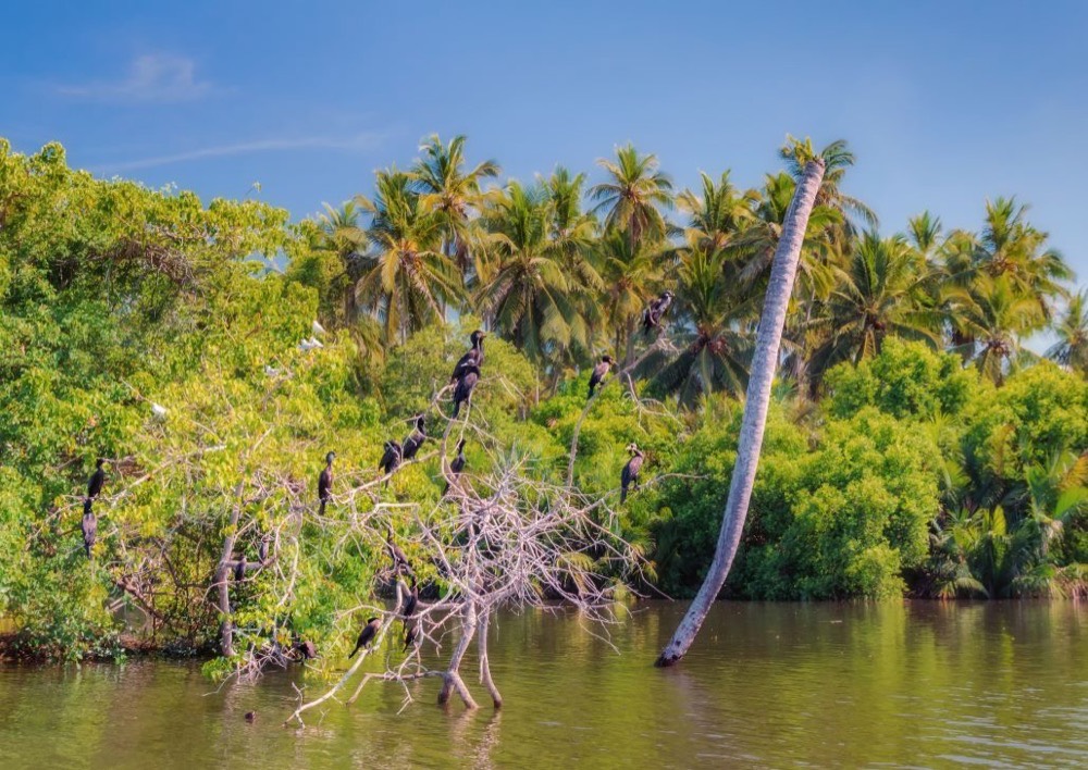 Birds roosting in mangroves on the lagoon, Negombo