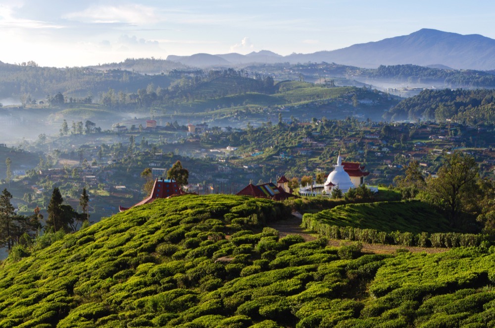 Tea plantations around Nuwara Eliya