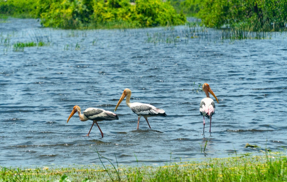 Painted storks wading, Kumana