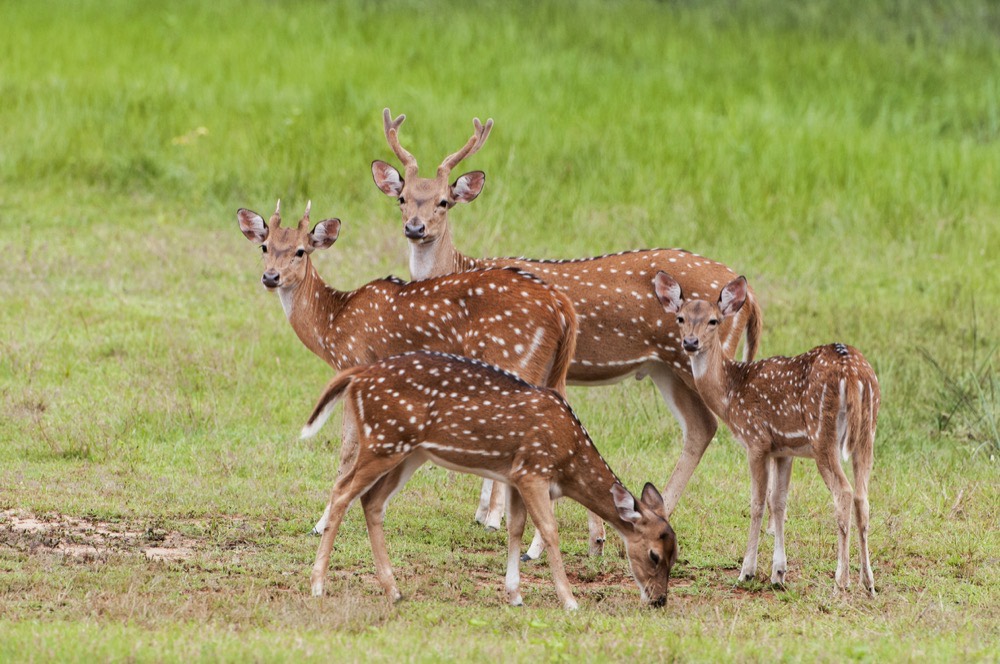 A herd of spotted deer, Yala