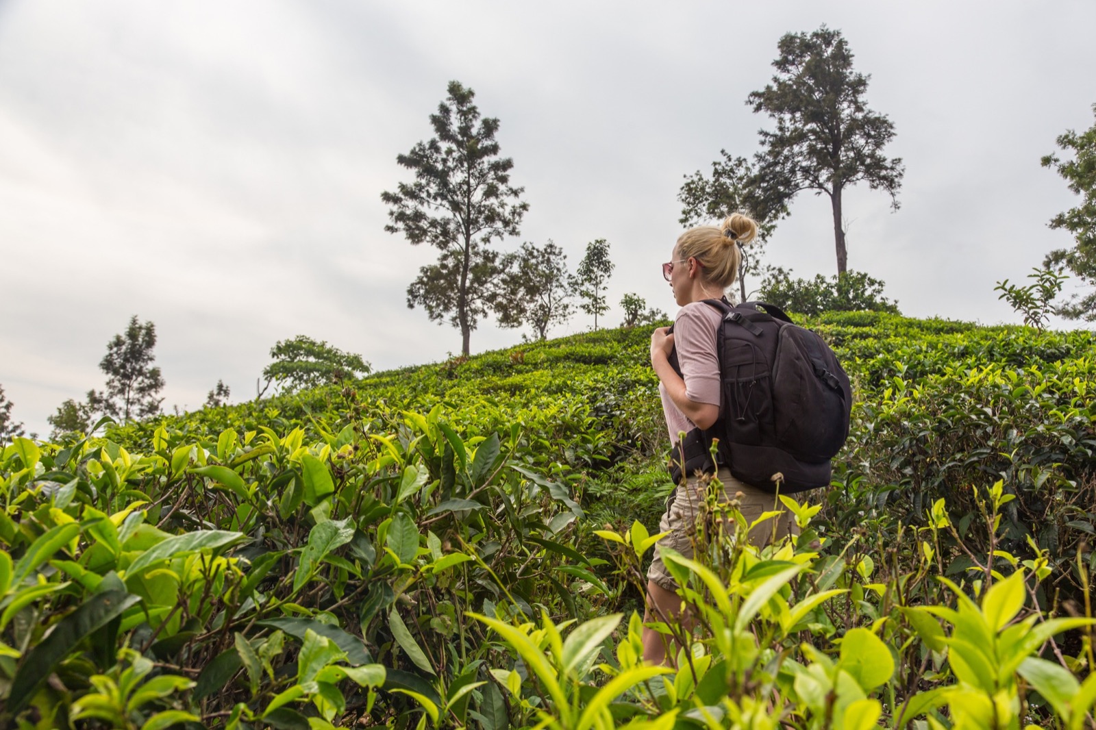 The hill country around Nuwara Eliya