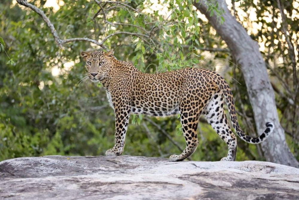 Leopard in Yala National Park